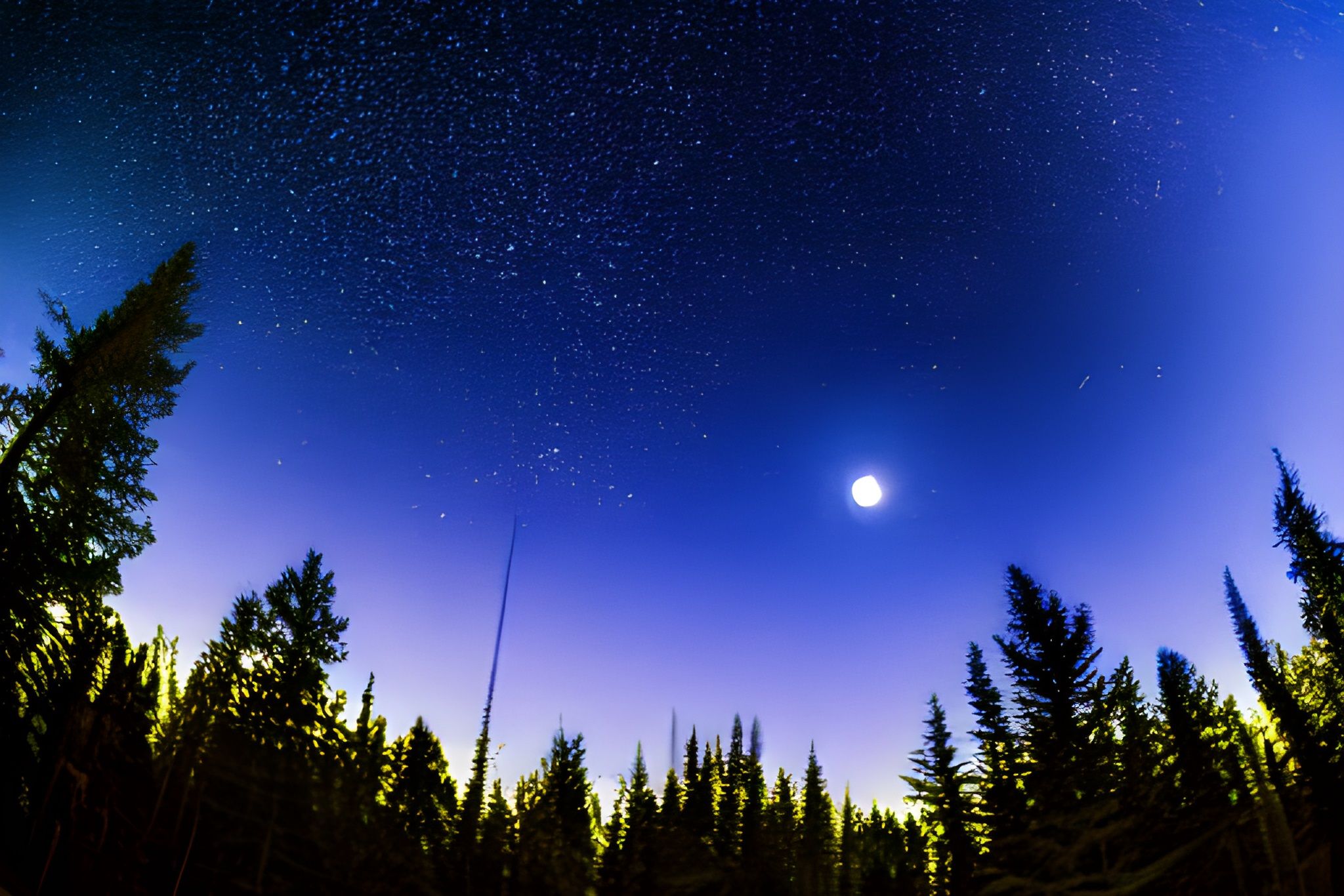 Photographing the sky over a dark forest with a fish-eye lens